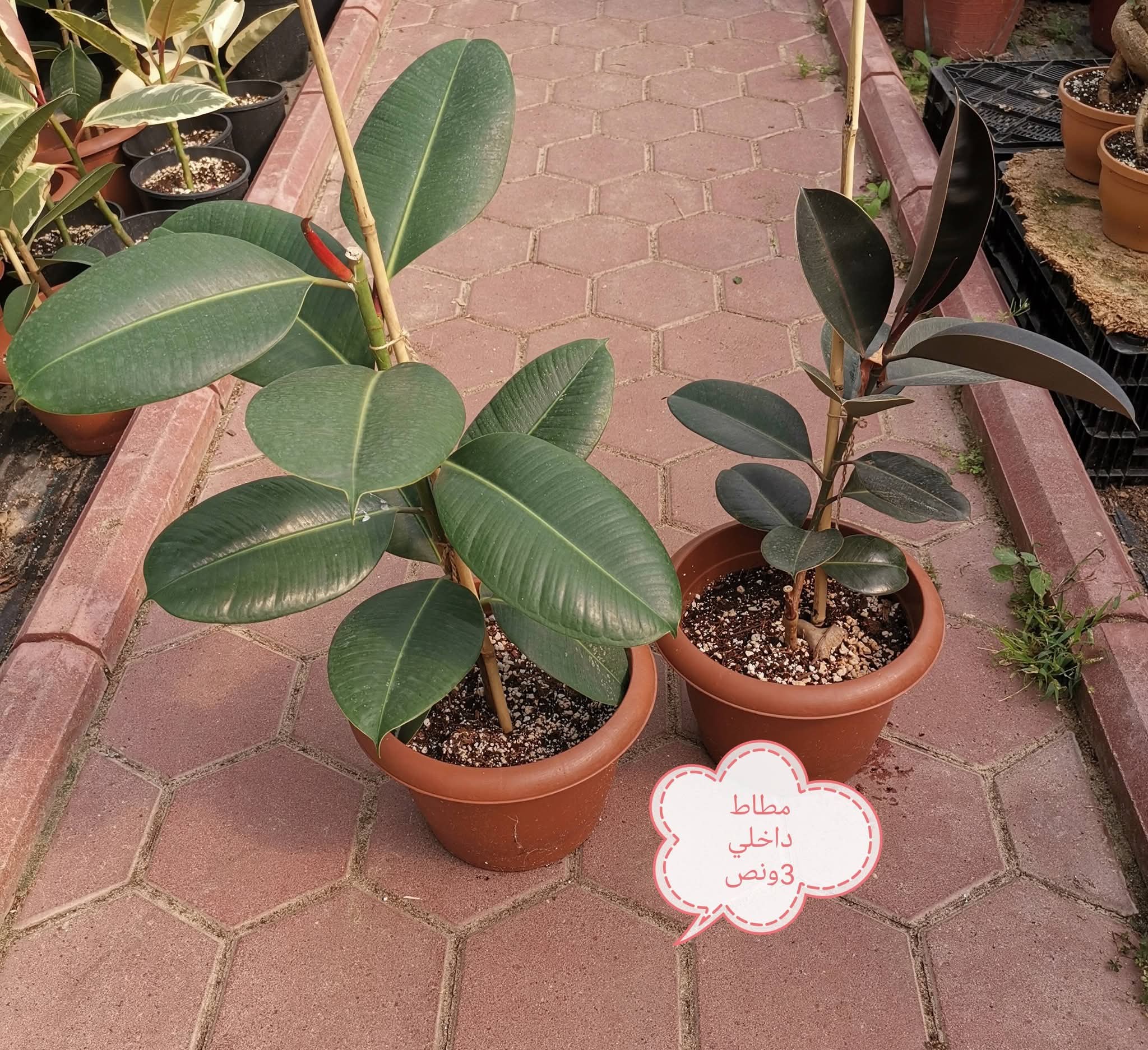 زرع طبيعي داخلي وخارجي بأقل الأسعار