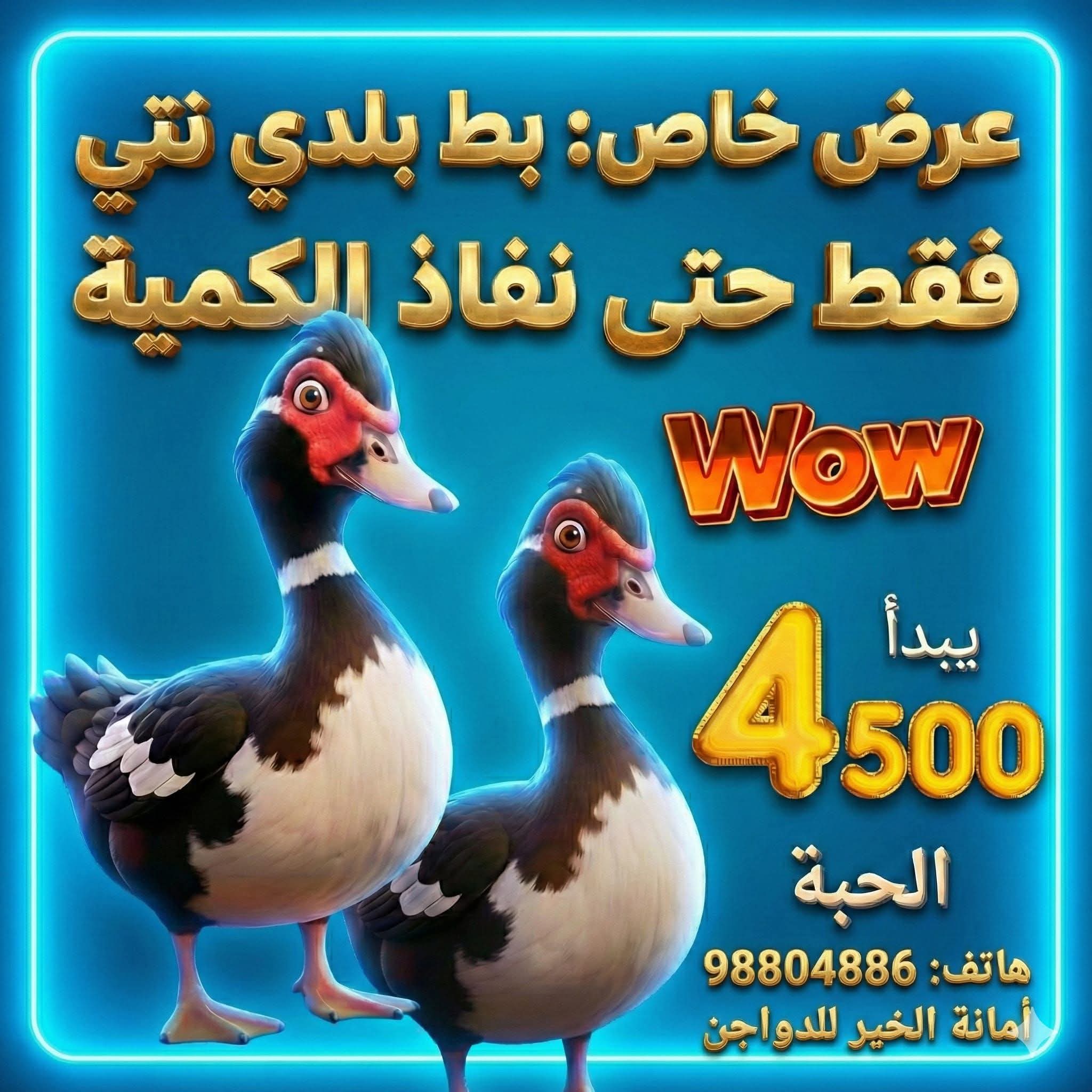 أمانه الخير للدواجن