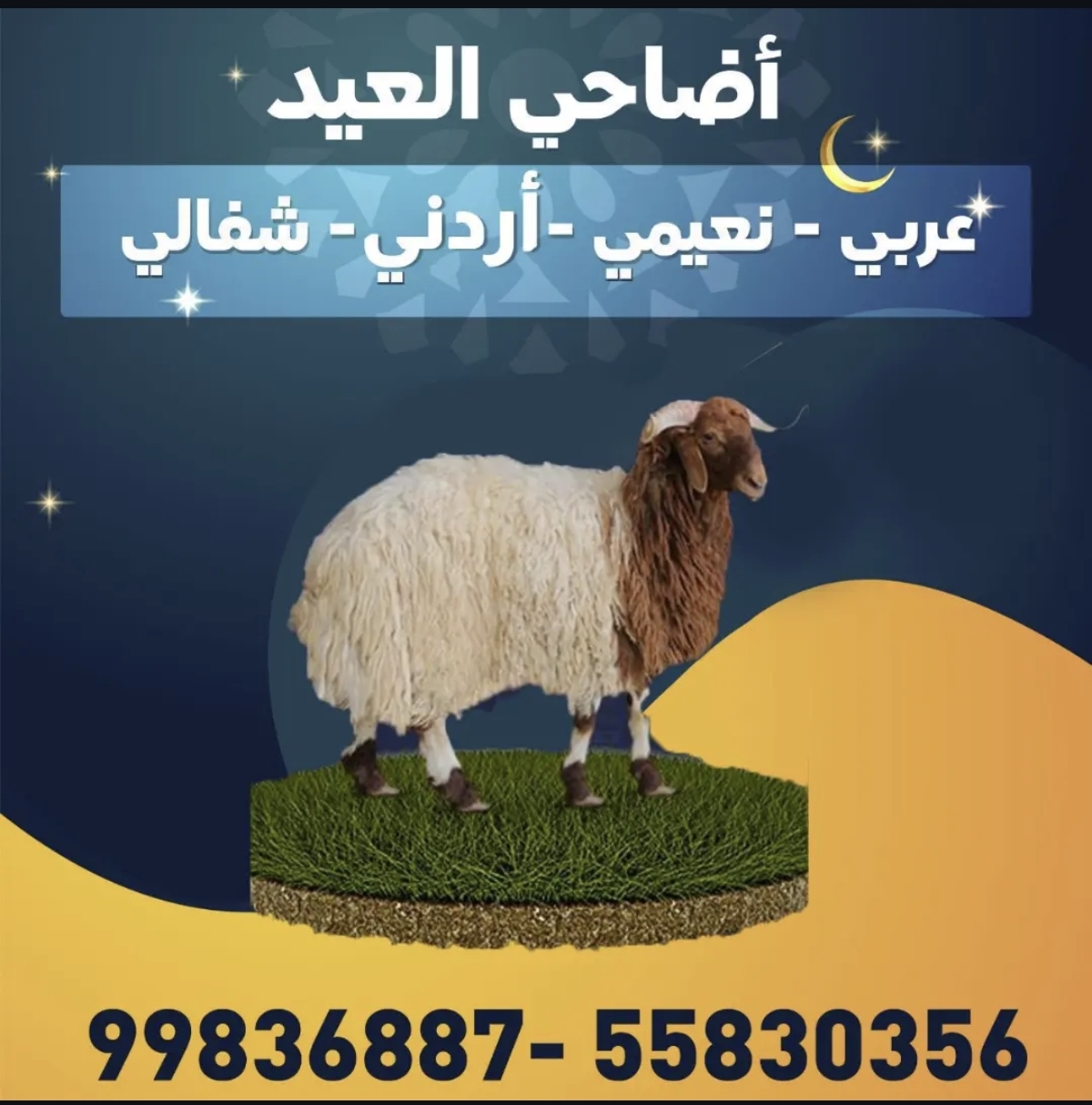 أضاحي العيد - صورة 1