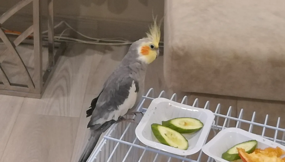 للبيع مجموعة - صورة 2